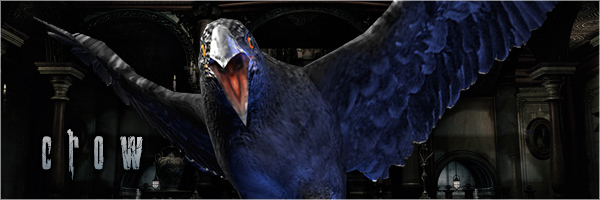 Crow Krähen